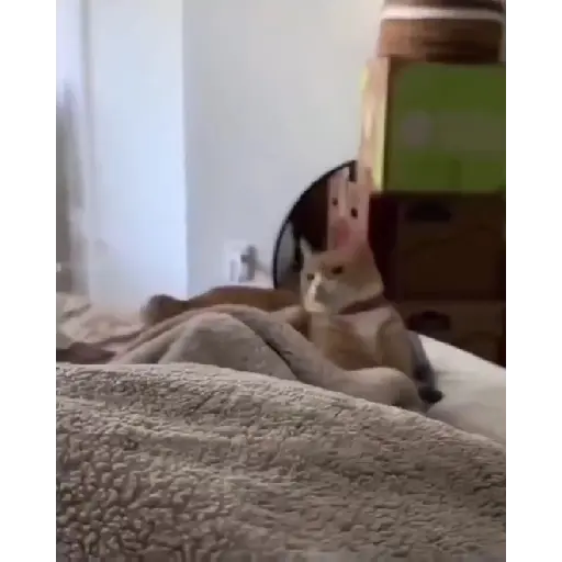 Más gatitos 12