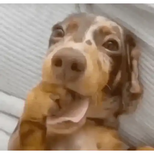 Cachorros 8