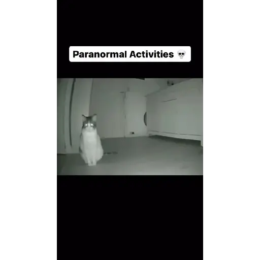 Más gatitos 2