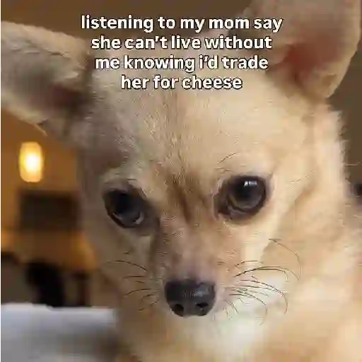 ❦̷ ⃝⃔❤⃪็ᭂƘcɦ̢ꫀ֟፝͞ᥲ𝛛ᥲ᬴᭄⃕͜ 
❤️ 15