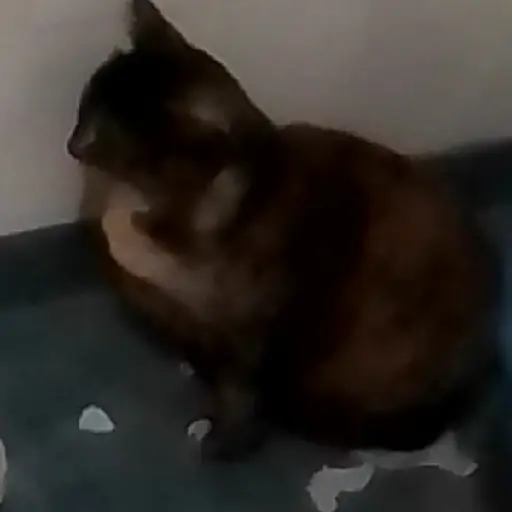 Gatos 1