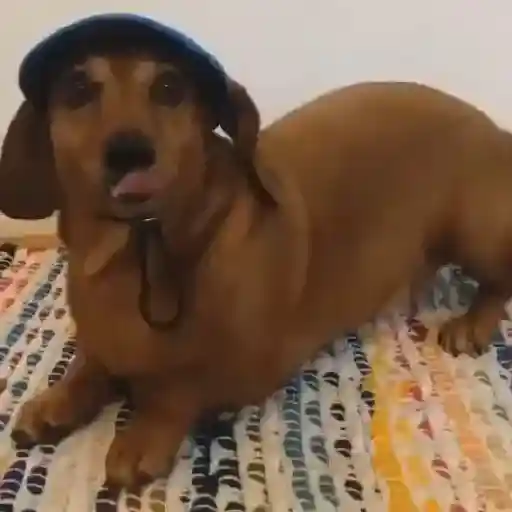 Perros salchicha 4
