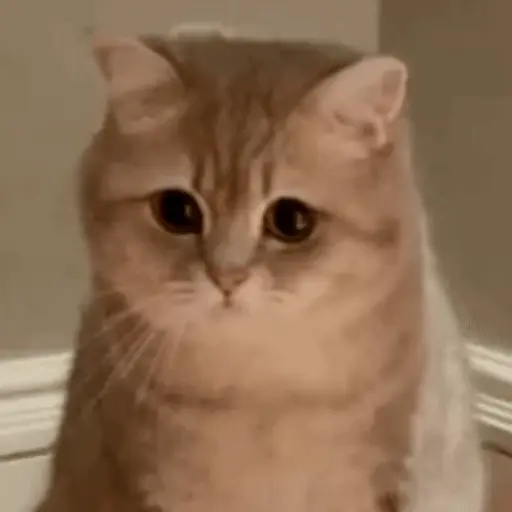 😻 Michis Gatos funny 🐈🐈‍⬛ 11