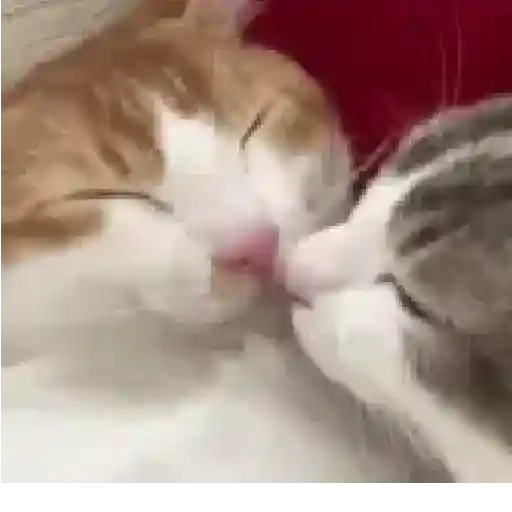 Reações fofas ❤️😍 11
