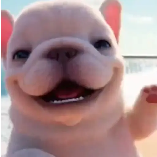 Pibble 🐶 Perro Pibble TikTok🪩 4