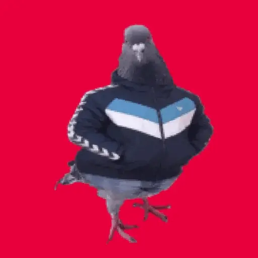 🕊Paloma migajera 🙃 9