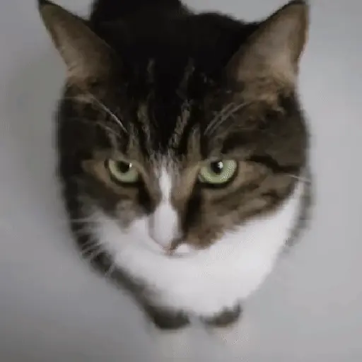 🐈 Gatos funny pal chat🐈‍⬛ 4