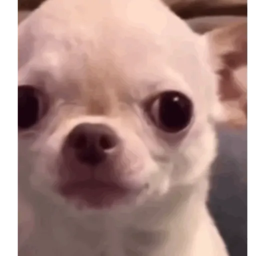 Memes  9