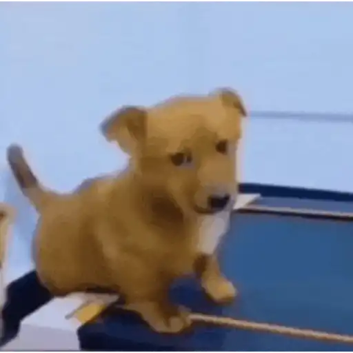 Cachorros 10
