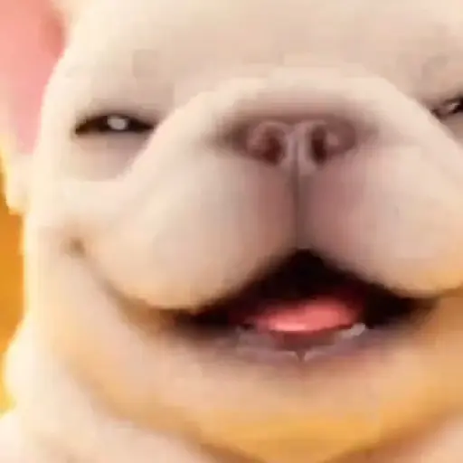 Pibble 🐶 Perro Pibble TikTok🪩 13