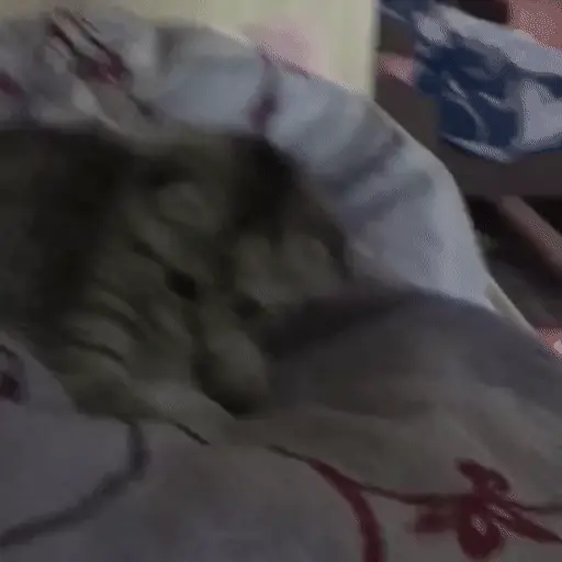 🐈 Gatos funny pal chat🐈‍⬛ 12