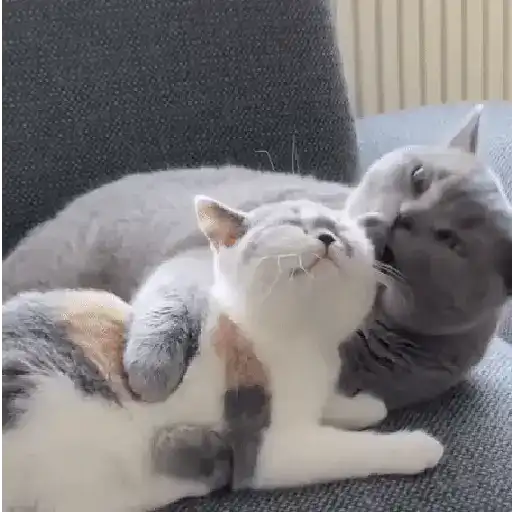 🐈 Gatos funny pal chat🐈‍⬛ 5