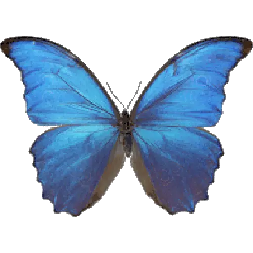 Mariposas 17