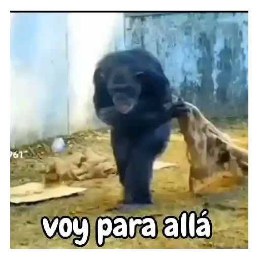 Frío de monos 🙉❄️ 4