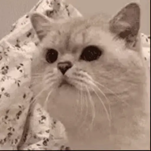 😻 Michis Gatos funny 🐈🐈‍⬛ 12