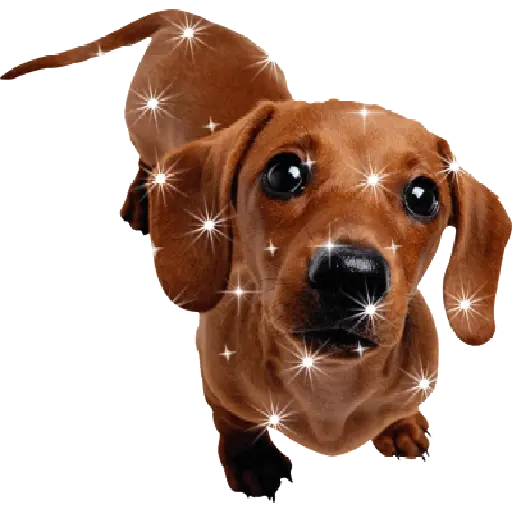 Perros salchicha 1