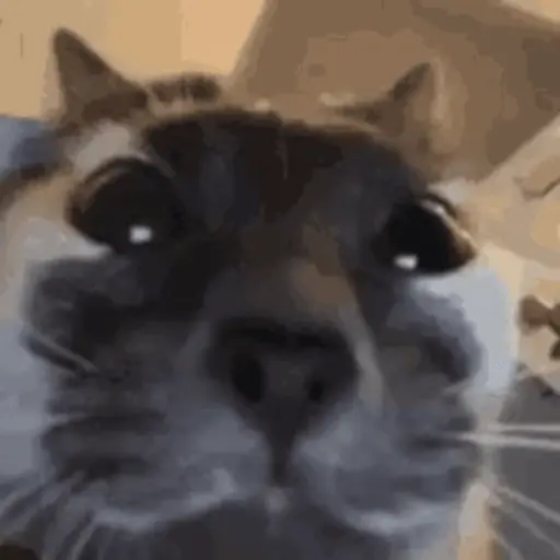 🐈 Gatos funny pal chat🐈‍⬛ 9