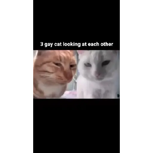 Más gatitos 4
