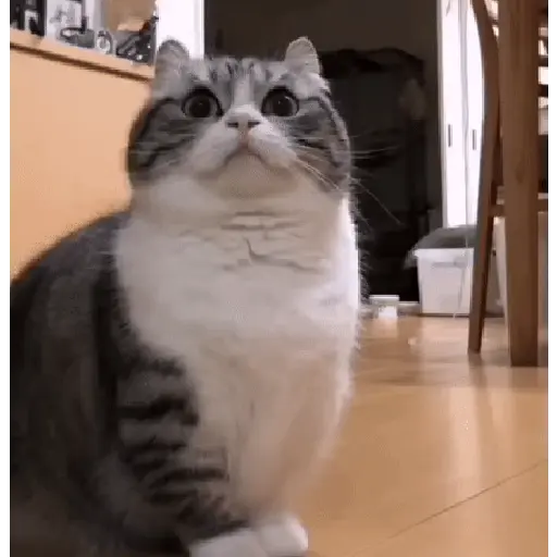 🐈 Gatos funny pal chat🐈‍⬛ 10