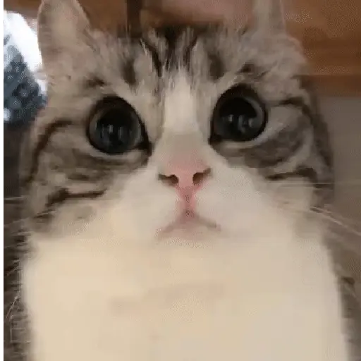 🐈 Gatos funny pal chat🐈‍⬛ 11