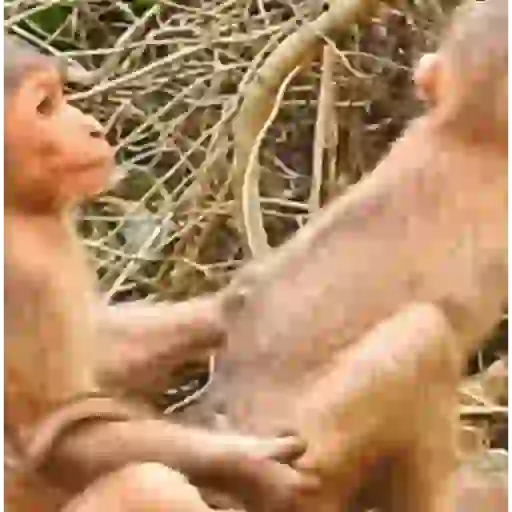 Monos panas 🐒✨ 1