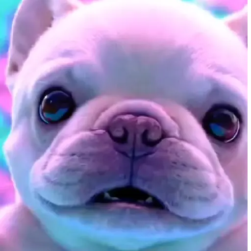Perro Pibble 🐶 Tiktok🪩🌈 7