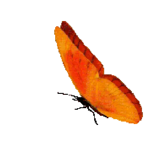 Mariposas 5