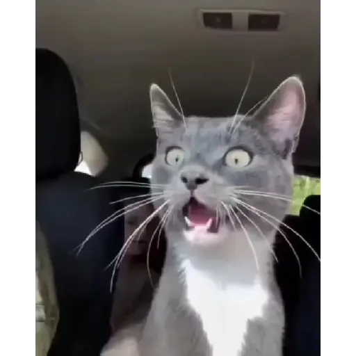 Más gatitos 11
