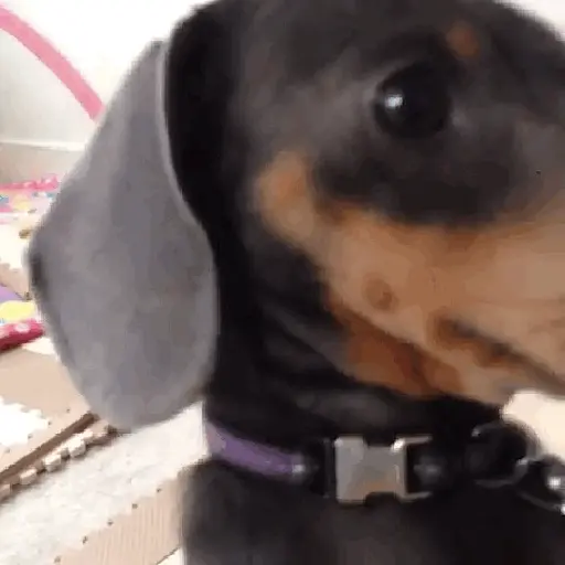 Perros salchicha 9