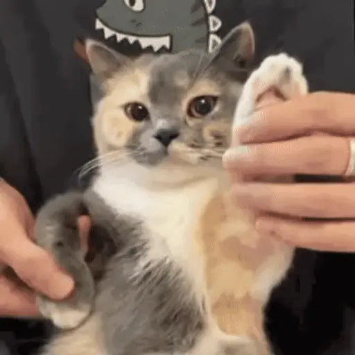 😻 Michis Gatos funny 🐈🐈‍⬛ 14