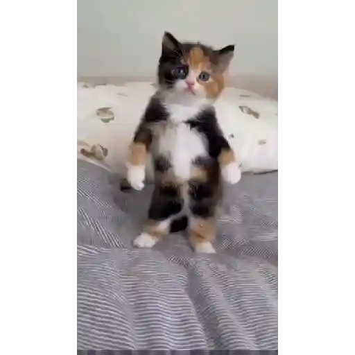 Más gatitos 27