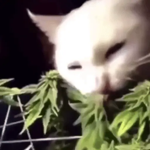 🐈 Gatos funny pal chat🐈‍⬛ 6