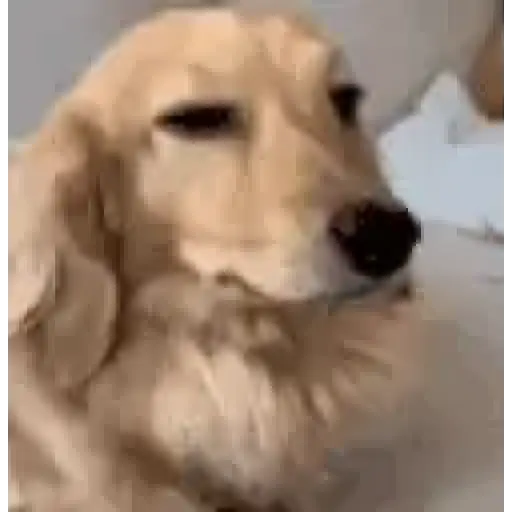 Perros salchicha 7