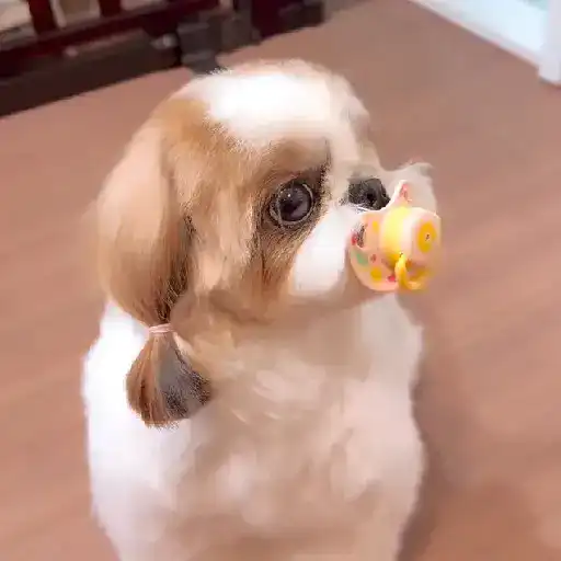 ❦̷ ⃝⃔❤⃪็ᭂƘcɦ̢ꫀ֟፝͞ᥲ𝛛ᥲ᬴᭄⃕͜ 
❤️ 17