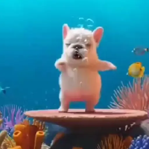 Pibble 🐶 Perro Pibble 🐶 6