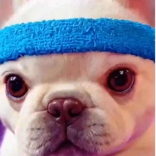 Perro Pibble 🐶 Tiktok🪩🌈 9