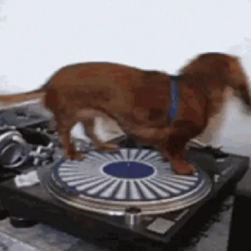 Perros salchicha 5
