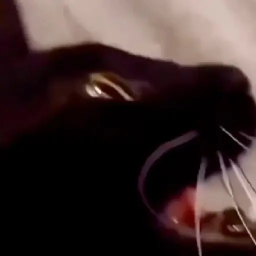 Tá bombando no TikTok 4 4