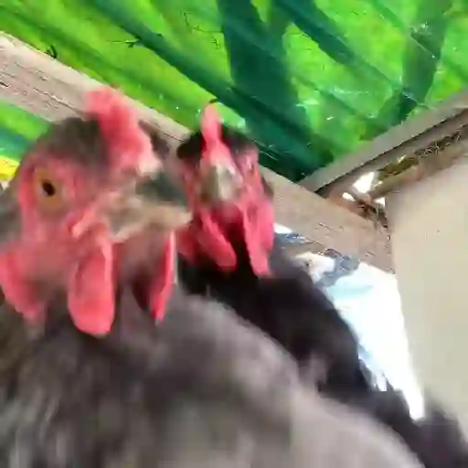 Tá bombando no TikTok 4 10