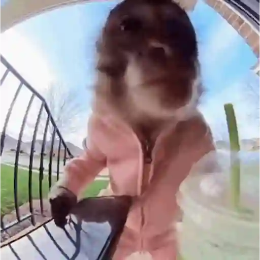 🦍Monkey Crazys🦧✨🤎Paola🤎✨ 9