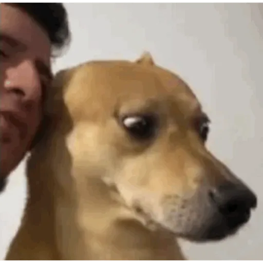 Mamaco 12