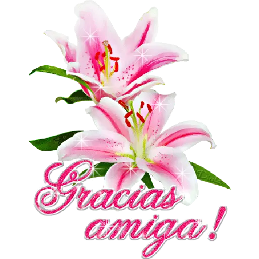 GRACIAS 24