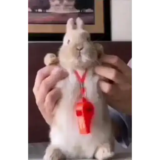 Conejo 2