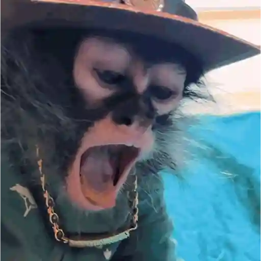 🦍Monkey Crazys🦧✨🤎Paola🤎✨ 19