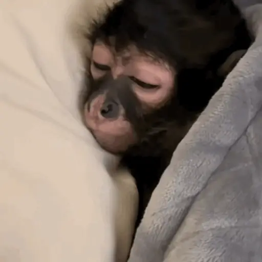 🦍Monkey Crazys🦧✨🤎Paola🤎✨ 5