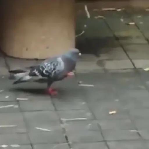 🕊Paloma migajera 🙃 20