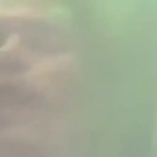 Macaco 24
