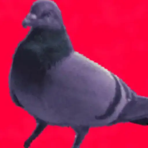 🕊Paloma migajera 🙃 19