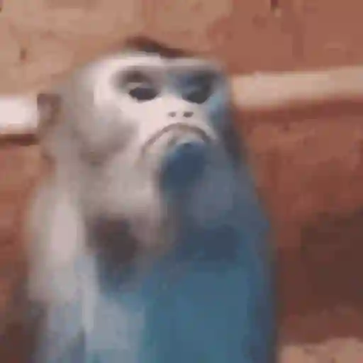 Mischangoz 1