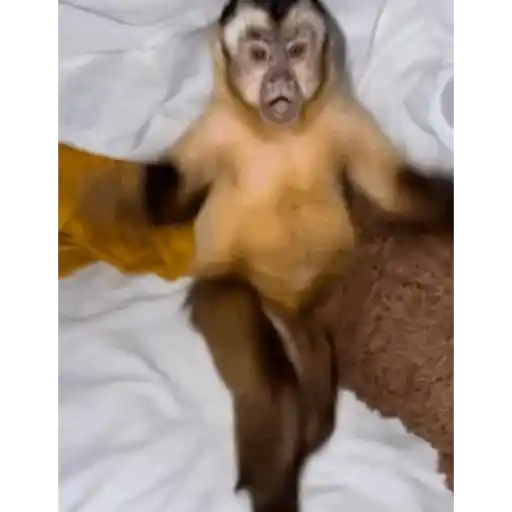 🦍Monkey Crazys🦧✨🤎Paola🤎✨ 1
